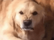 a close up of a dog laying on a couch with a stick in its mouth .