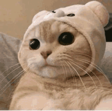 a cat is wearing a teddy bear hat and looking at the camera .