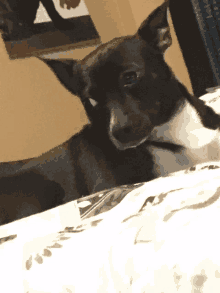 a black and white dog laying on a bed with a white comforter