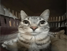 a gray and white cat is sitting in a cage and looking at the camera .