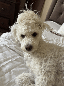 a small white dog laying on a bed with glasses on the nightstand