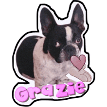 a black and white dog with a heart in its mouth and the word grazie in pink