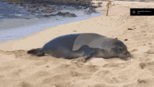 a seal is laying in the sand on a beach with a screenshot of a seal on the bottom right