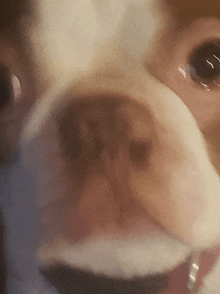 a close up of a dog 's nose with a red collar