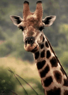 a close up of a giraffe 's head and neck