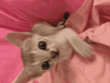 a kitten is laying on its back on a pink sheet