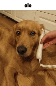 a dog laying on the floor talking on a telephone with the word alo above it