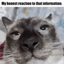 a close up of a siamese cat 's face with a caption that says `` my honest reaction to that information '' .