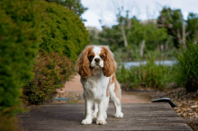 a small brown and white dog is standing on a wooden walkway