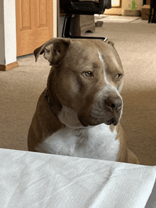 a brown and white dog is sitting on a bed