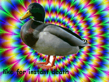 a duck is standing in front of a colorful background with the words like for instant death below it