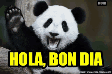 a panda bear is sitting on a tree branch with its mouth open and says hola bon dia