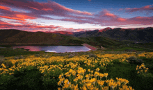 a field of flowers with mountains in the background