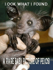 a person is holding a baby baboon with a caption that says look what i found a rare baby picture of pelosi