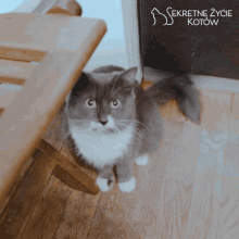 a gray and white cat is sitting on a wooden floor in front of a sign that says sekretne życie kotow