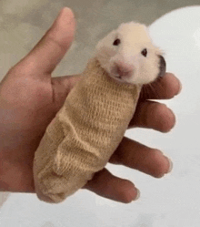 a person is holding a small hamster wrapped in a sweater .