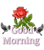 a red rose with green leaves is surrounded by the words good morning