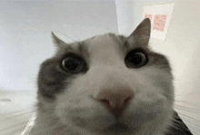 a close up of a cat 's face with a surprised look on its face .