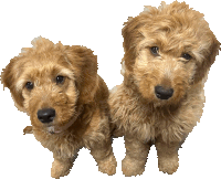 two brown puppies are looking up at the camera