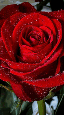 a close up of a red rose with water drops on its petals