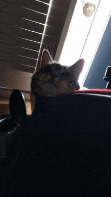 a cat sitting in front of a window with blinds on