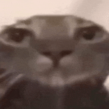 a close up of a cat 's face in a blurry photo .