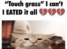 a cat with a broken heart on its face and the words `` touch grass '' i can 't i ate it all ''