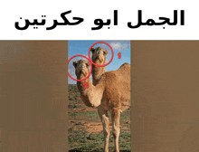 two camels standing next to each other with arabic writing on the top