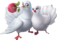 two white pigeons standing next to each other with one holding a rose