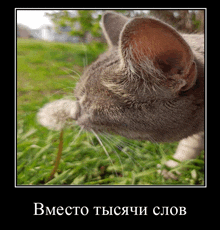 a picture of a cat eating a dandelion with the caption in russian