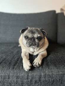 a pug dog laying on a couch with its paws crossed