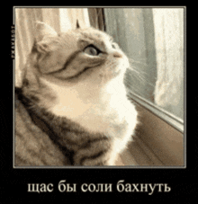 a picture of a cat looking out a window with a foreign language caption