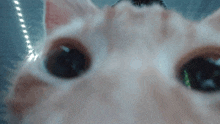 a close up of a cat 's face with a blurry background