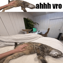 a cat laying on a bed next to a picture of a person petting it