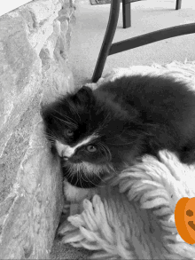 a black and white cat laying on a blanket with a pumpkin in the background