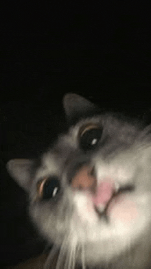 a close up of a cat 's face in the dark with its tongue out .