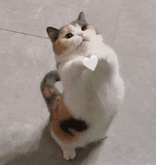 a calico cat is standing on its hind legs on a tiled floor .