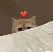 a cat peeking out from under a blanket with a heart above its head