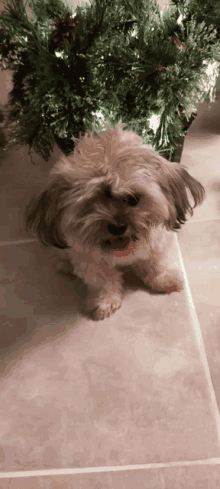 a small brown and white dog with a red tongue sticking out is standing in front of a christmas tree