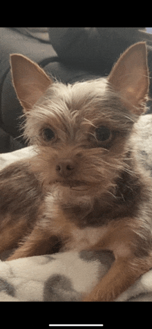 a small brown and white dog laying down on a blanket