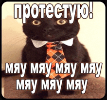 a black cat wearing an orange and black tie with the words protesty on it