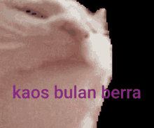 a close up of a cat 's face with the words kaos bulan berra in purple letters