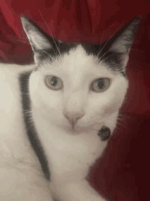 a close up of a black and white cat with a name tag on its neck