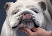 a person is petting a bulldog with its tongue hanging out .