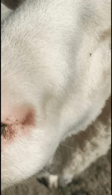 a close up of a white dog 's nose and neck