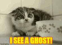 a kitten is sitting next to a bowl with the words `` i see a ghost '' written on it .