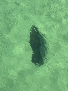 a black object is floating in the water