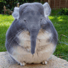 a chinchilla with an elephant nose is sitting on a rock .