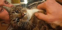 a man is petting a cat while wearing a shirt with a letter t on it