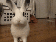 a white rabbit with black ears is standing on a wooden floor